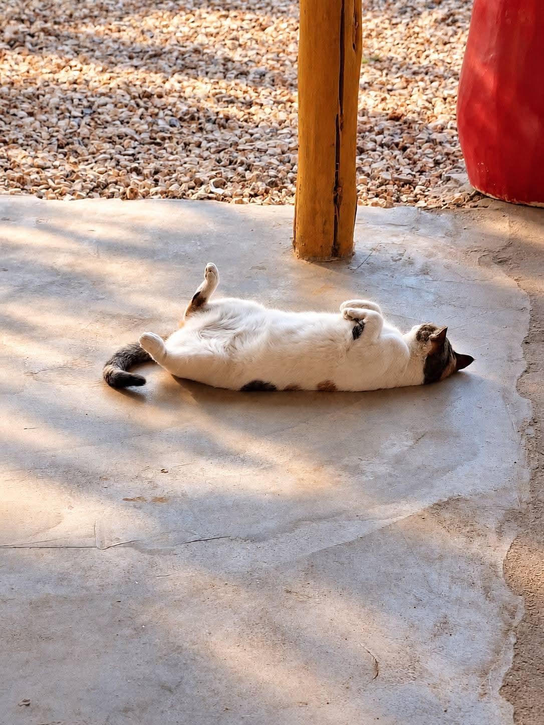 Klidné odpoledne ve stínu na Zanzibaru
